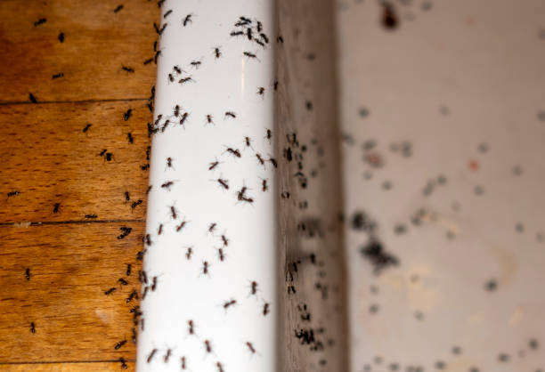 Best Local Pest Control Services  in Barnesville, OH
